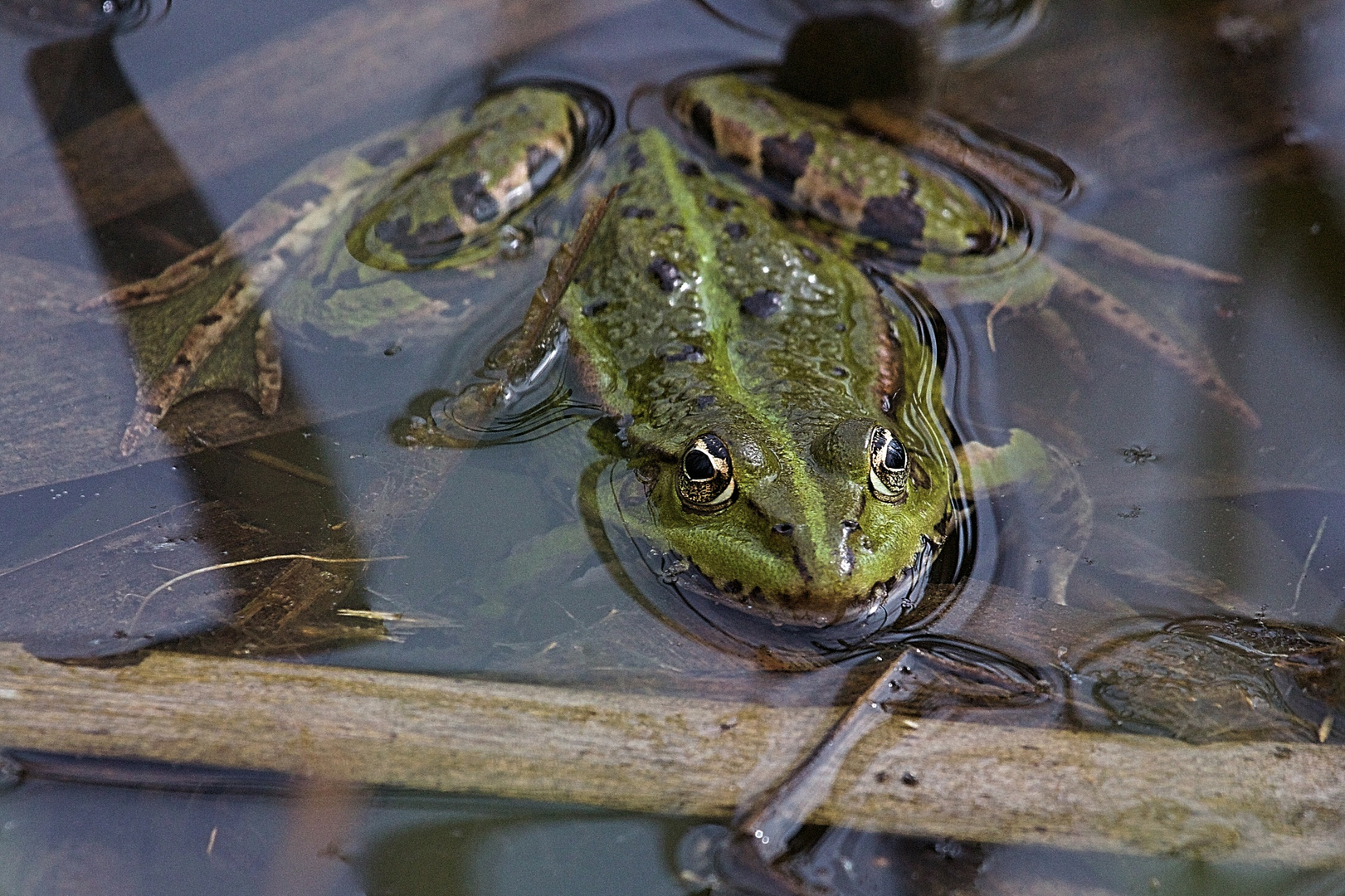 "Mein Froschkönig"