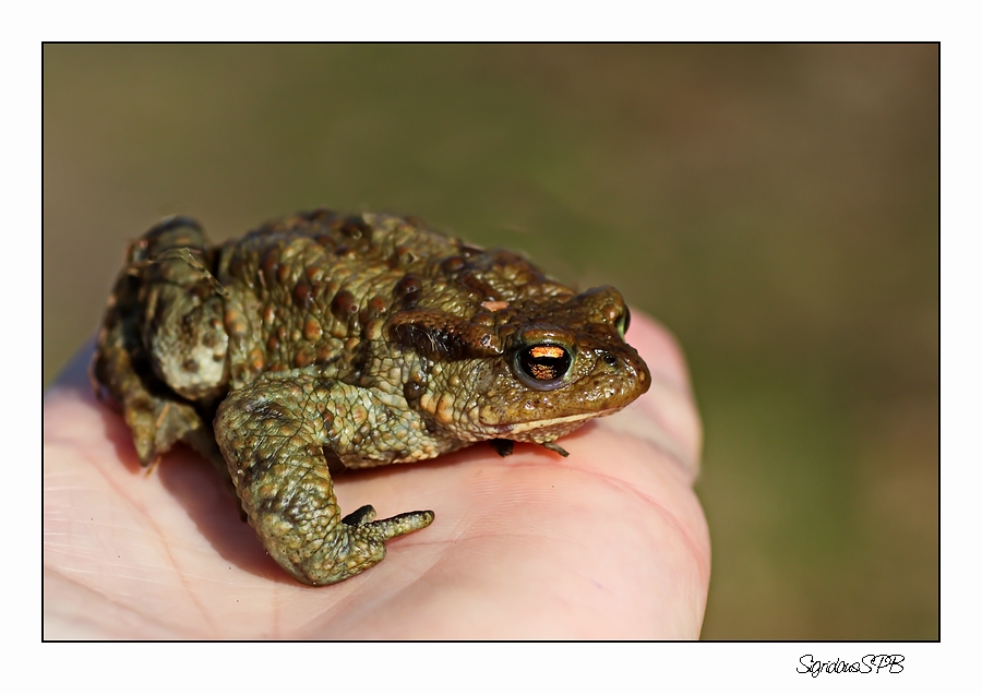 Mein Froschkönig :-)