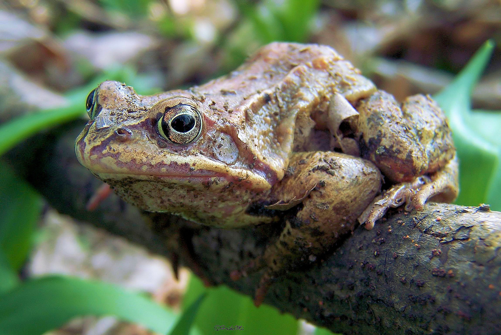 mein Froschkönig