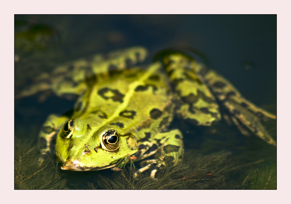 ..... mein Froschkönig ....