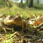 Mein Froschkönig