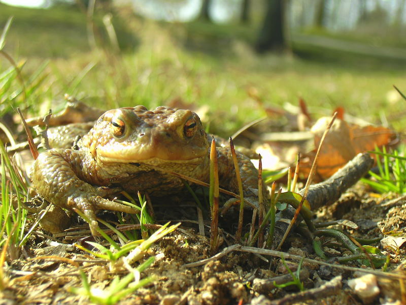 Mein Froschkönig