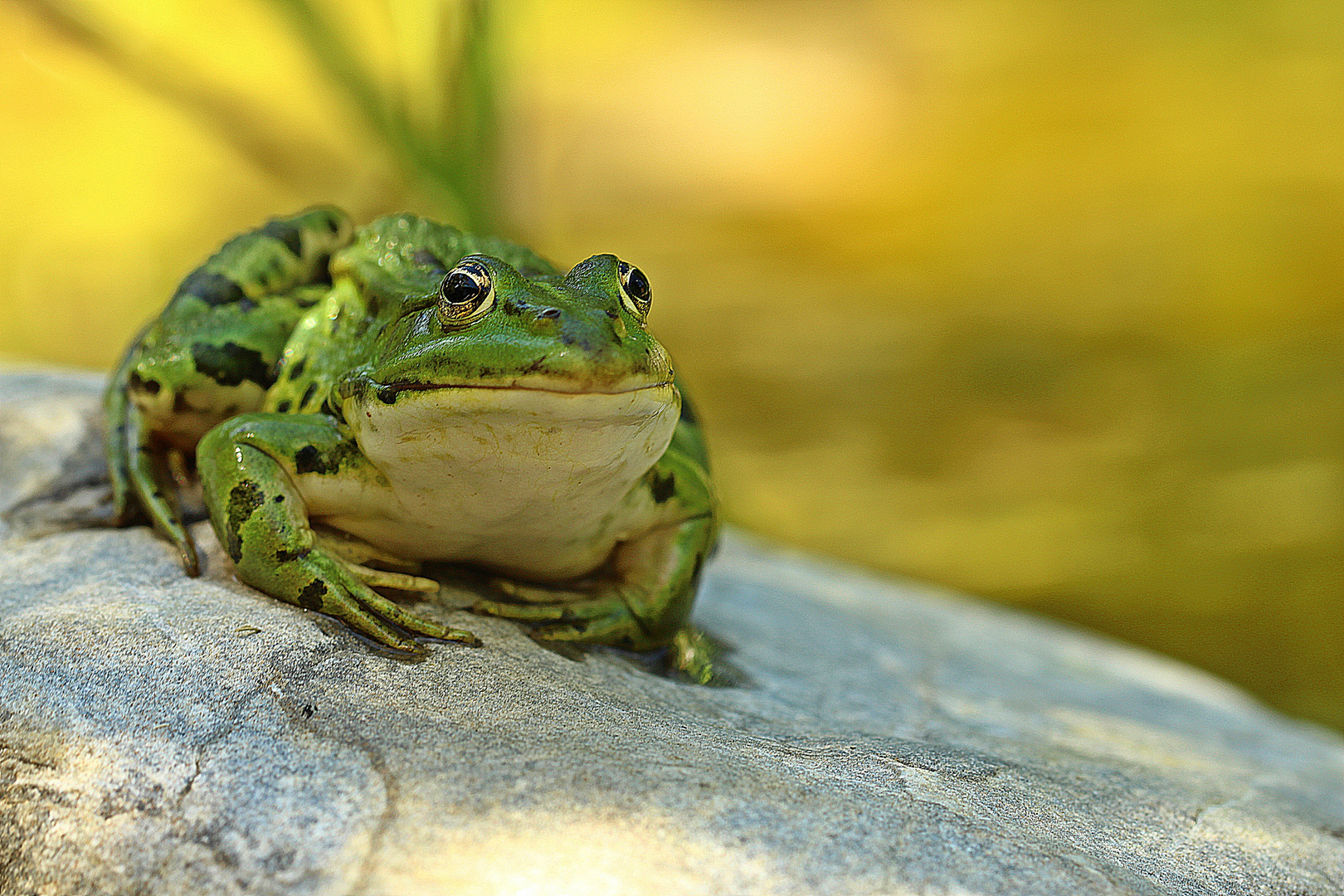 Mein Froschkönig 