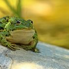 Mein Froschkönig 