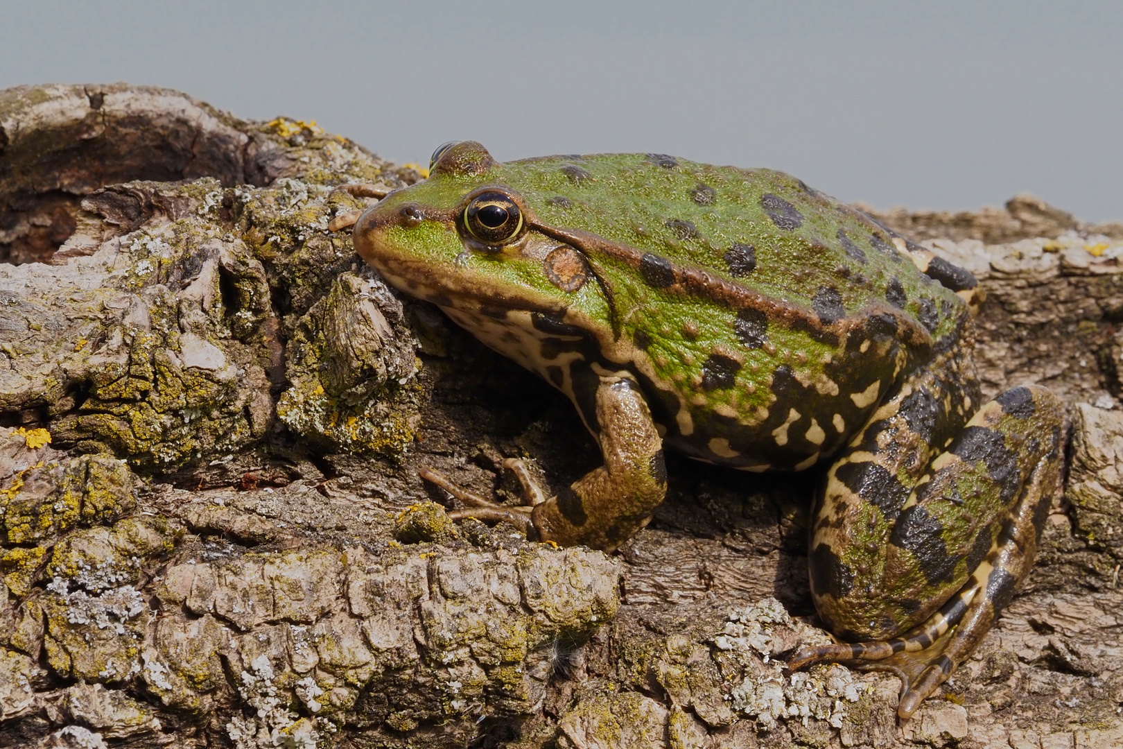 mein Froschkönig - Grünfrosch - ein echter Frosch -