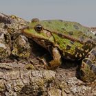 mein Froschkönig - Grünfrosch - ein echter Frosch -