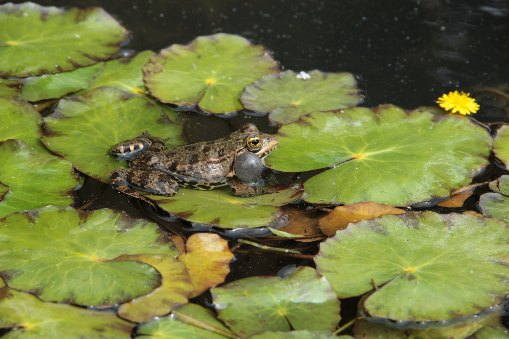 Mein Froschkönig I