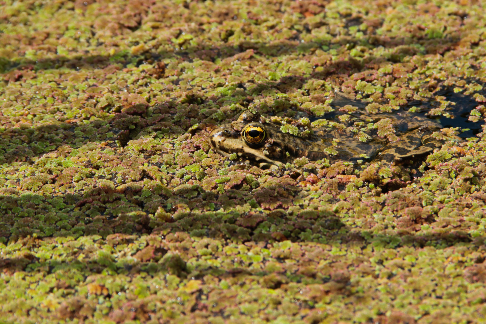 Mein Froschkönig II