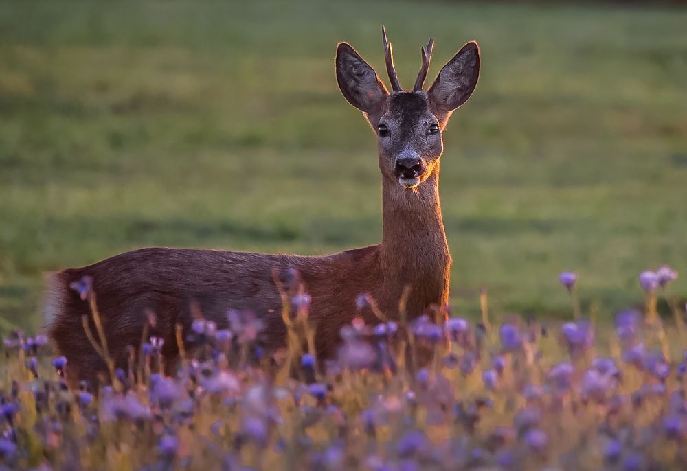 "MEIN FRÜHER BOCK" - mit Entstehungsgeschichte