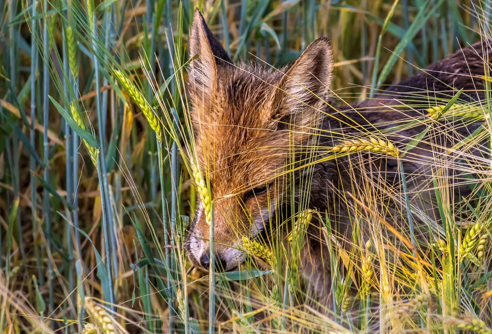 "Mein früher Fuchs kommt näher ..., mit Beute"