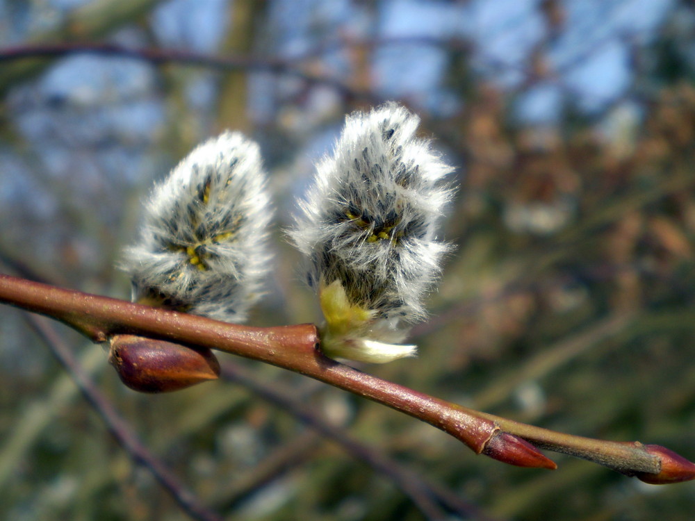 mein Frühling