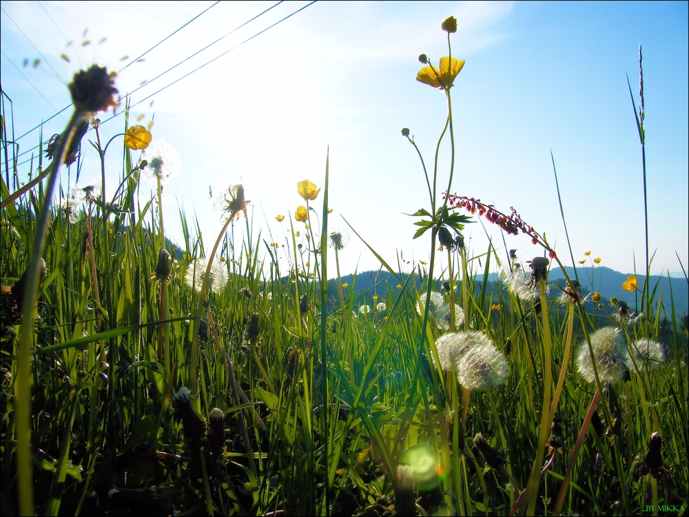 Mein Frühling...