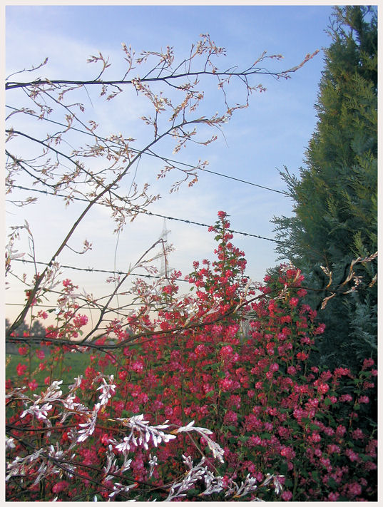 mein Frühling ...