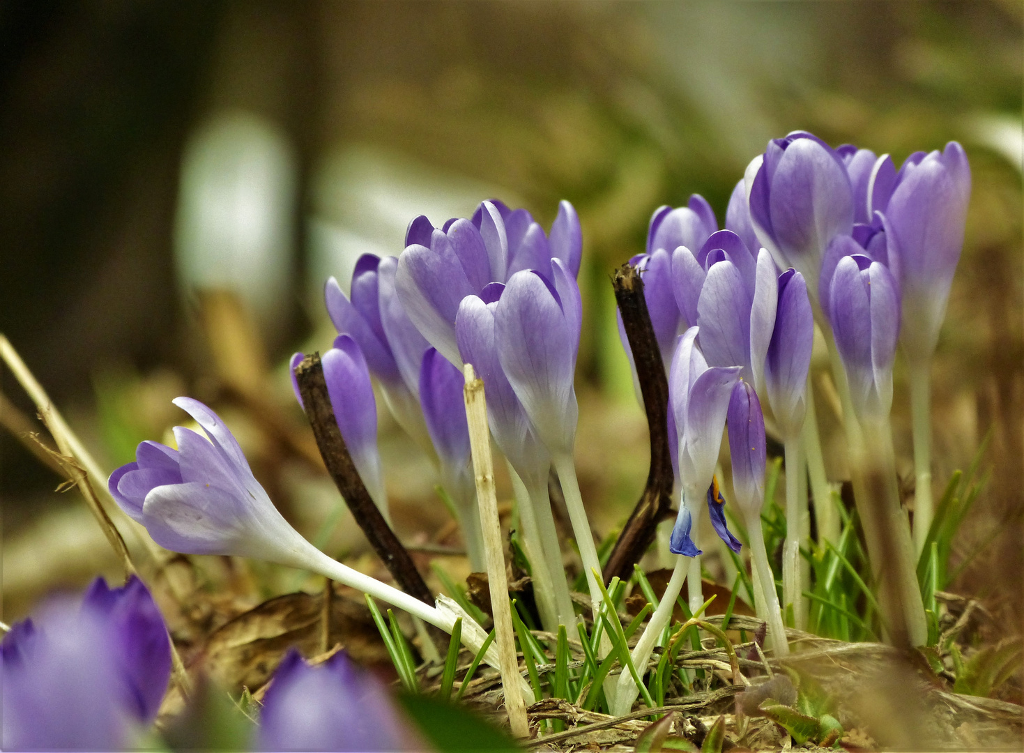 mein Frühling