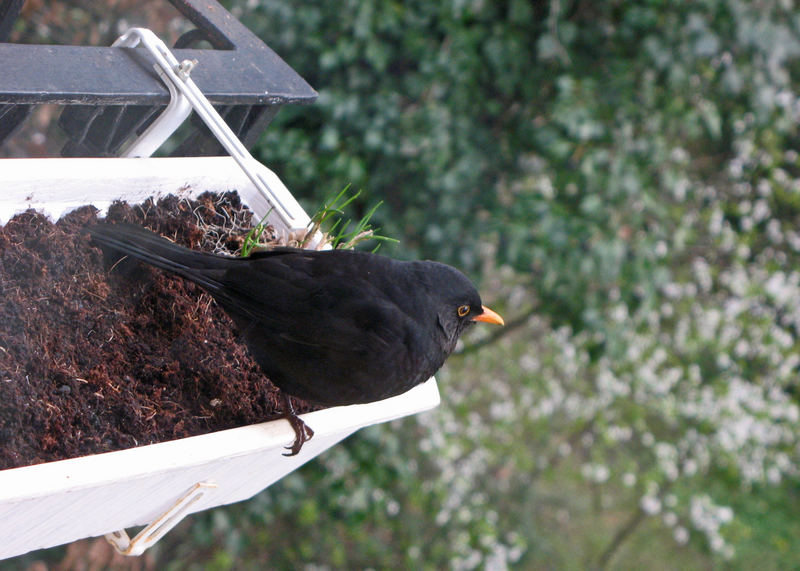 Mein Frühlings-Guten-Morgen-Gruß