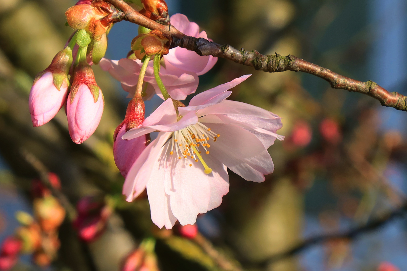 Mein Frühlingsbeginn