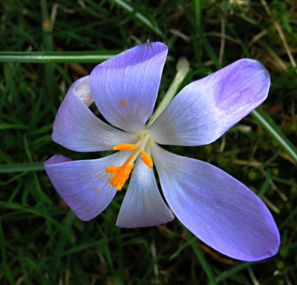 Mein Frühlingsblümchen als Mittwochsgruß