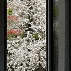 Mein Frühlingsfenster