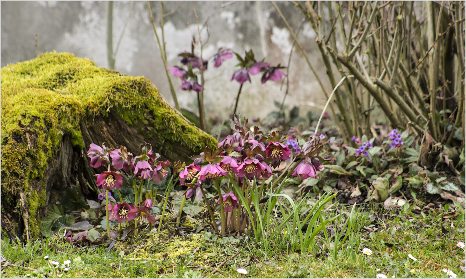 Mein Frühlingsgarten