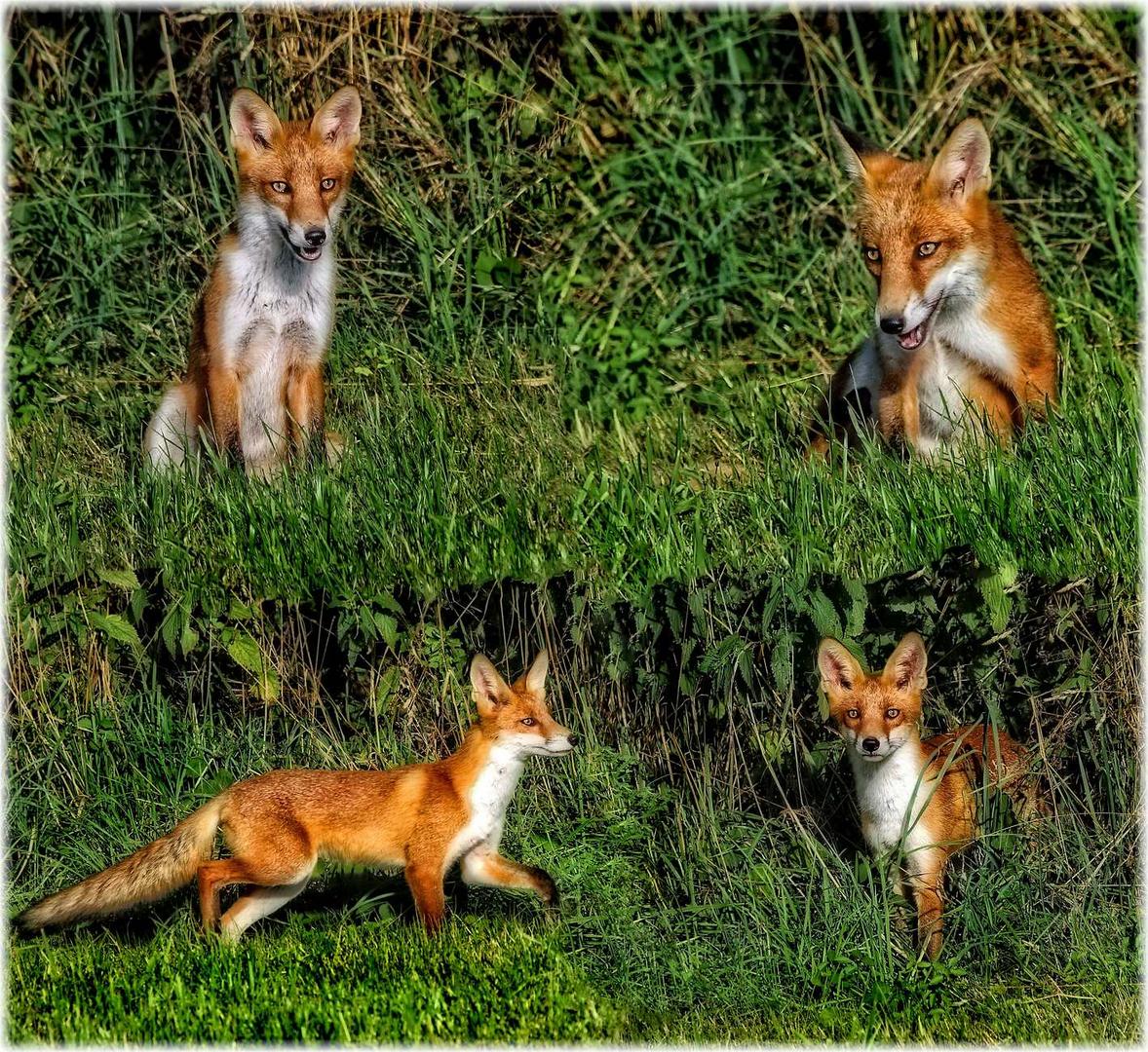 mein "FUCHS -TAG"