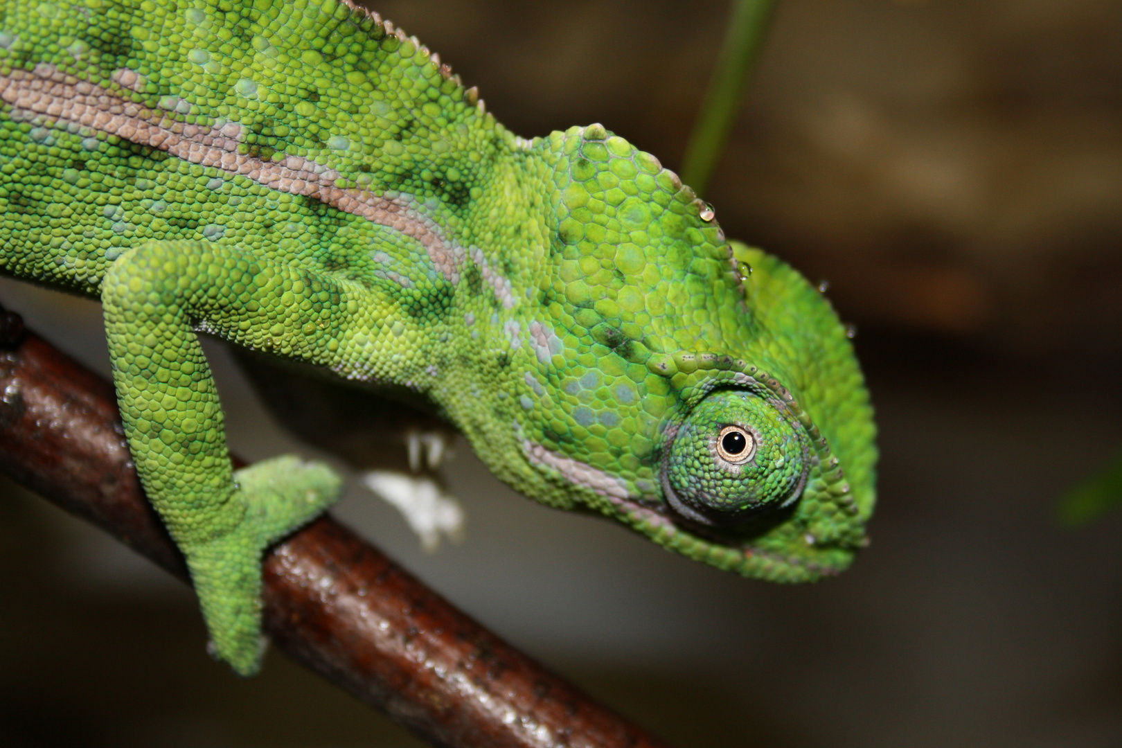 Mein Furcifer lateralis ( Teppichchamäleon) Ignatz