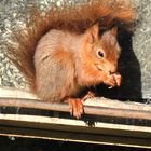 Mein Futtersilo ist auch für Eichhörnchen eine Nahrungsquelle