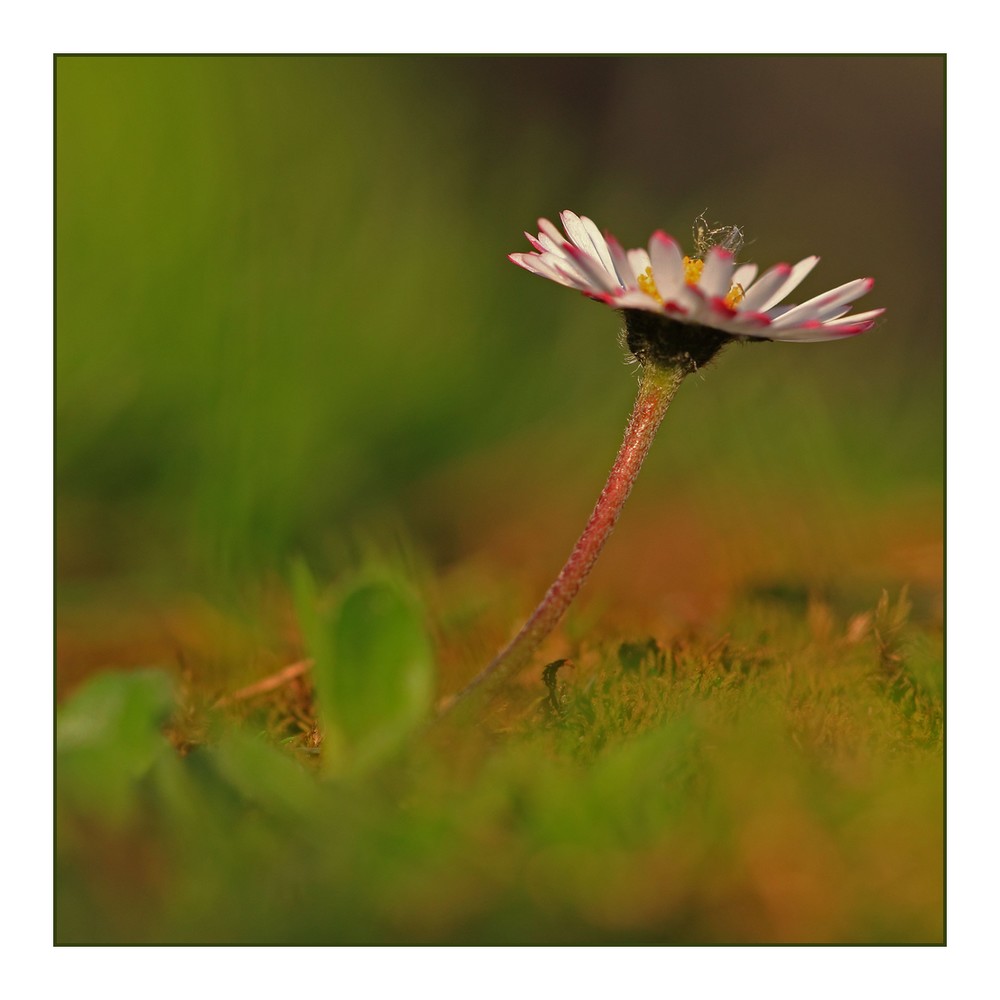 "mein" gänseblümchen