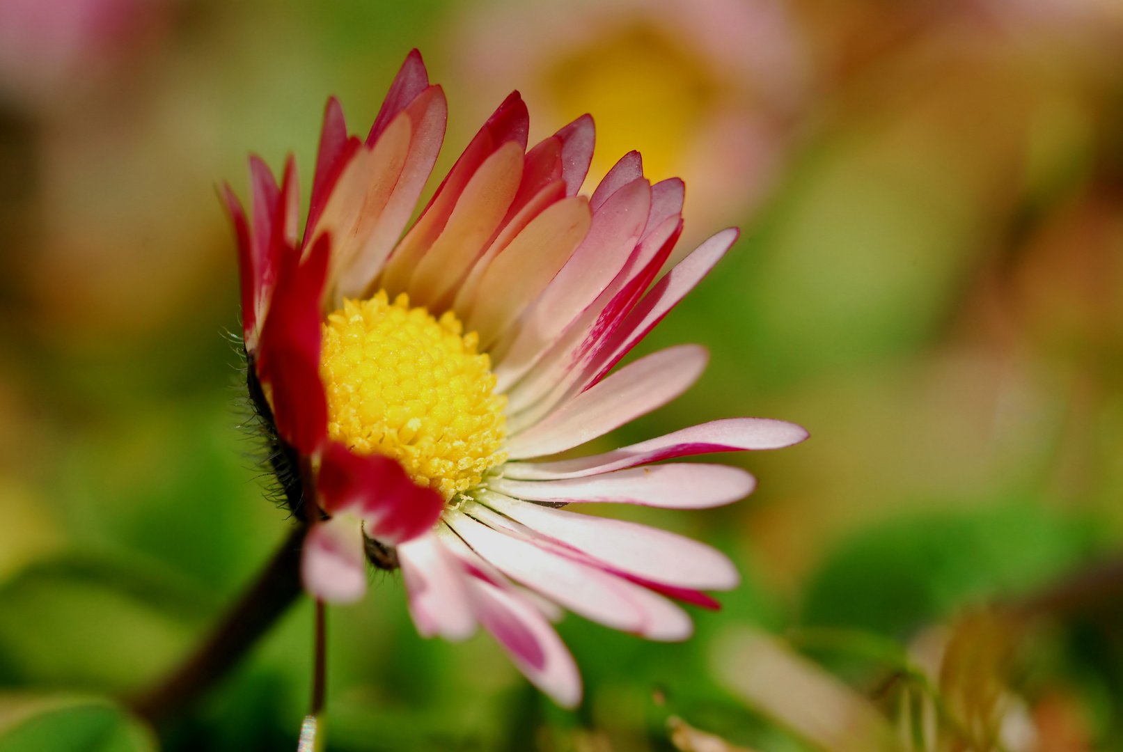 Mein Gänseblümchen...