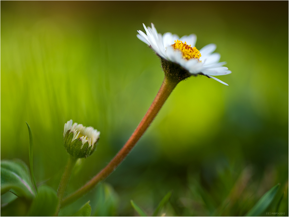 Mein Gänseblümchen von Reinhold Bauer 