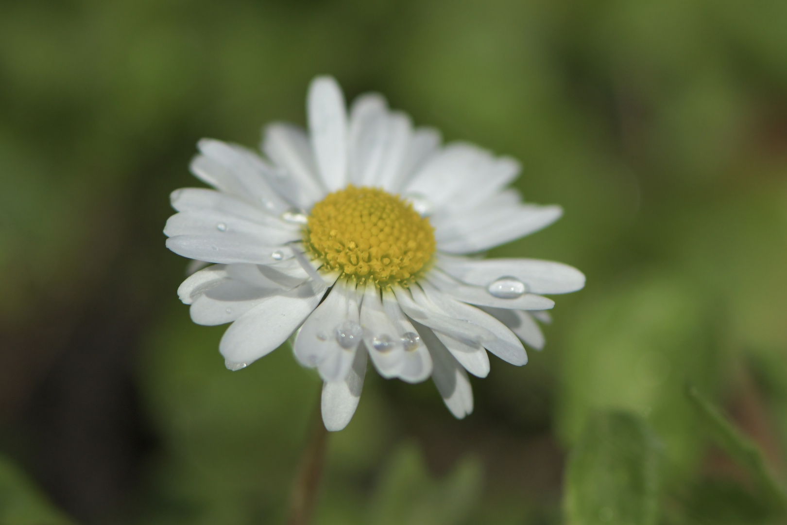 mein Gänseblümchen ...