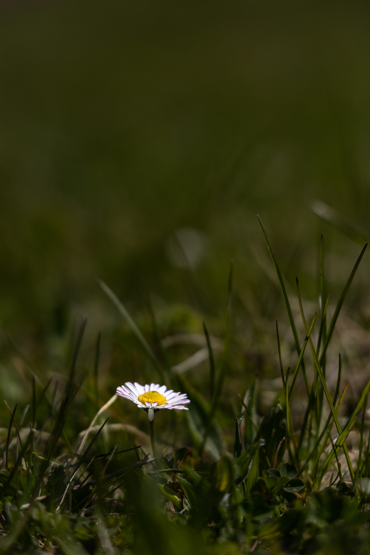 Mein Gänseblümchen