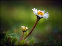 Mein Gänseblümchen