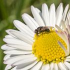 mein Gänsemittwochsblümchen