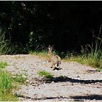 mein ganz persönlicher, echter Osterhase