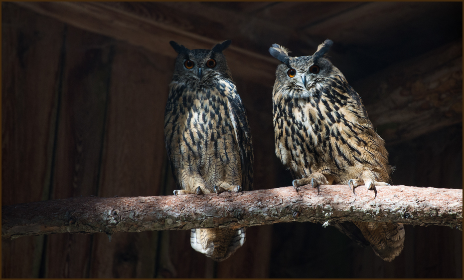 mein ganz persönlicher Wappenvogel,