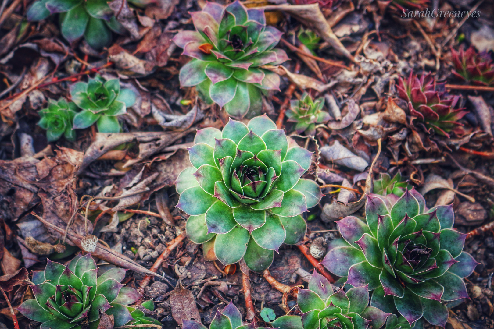 Mein Garten