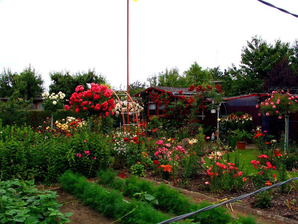 Mein Garten 2009