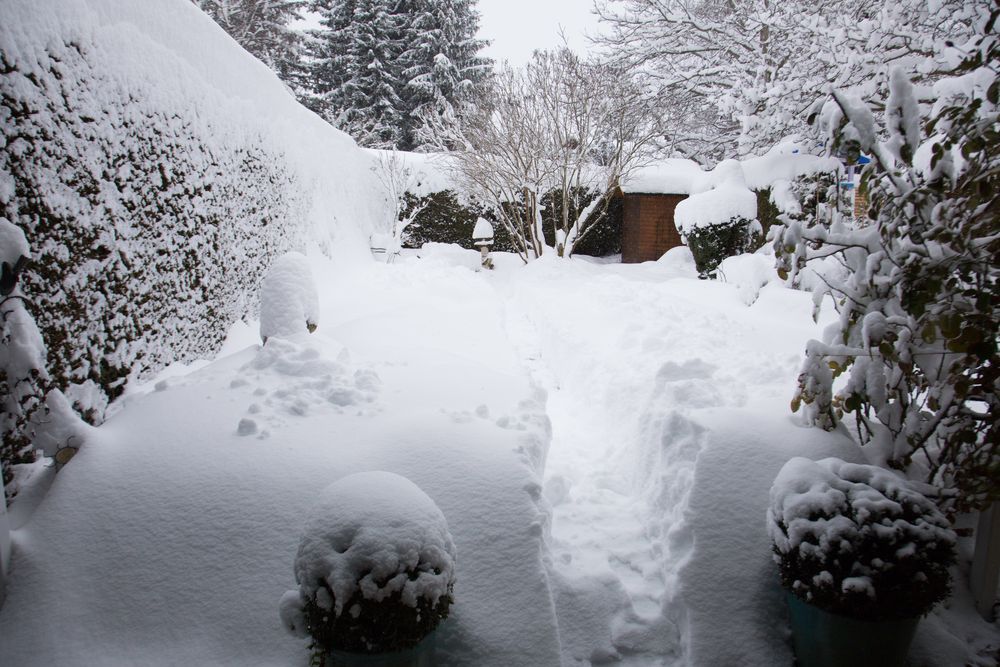 Mein Garten