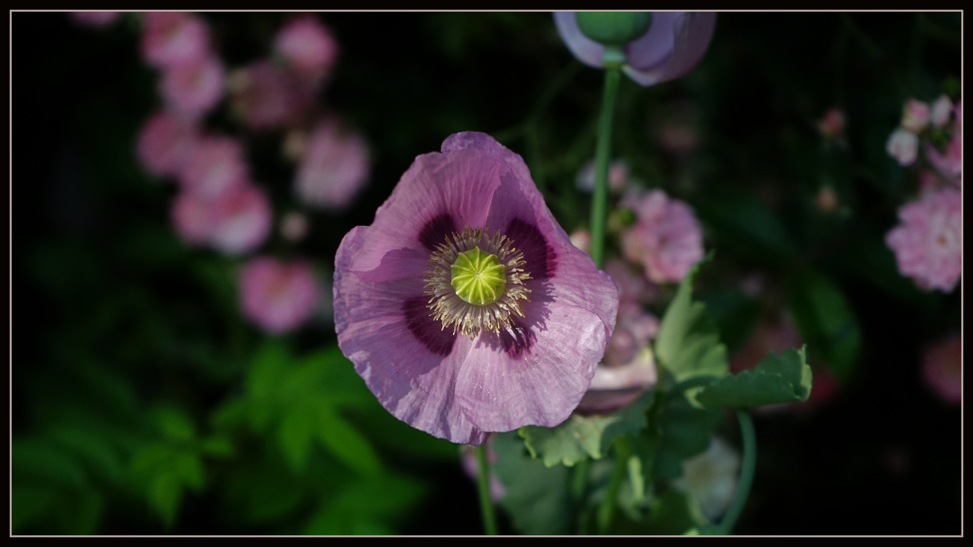 Mein Garten (3)