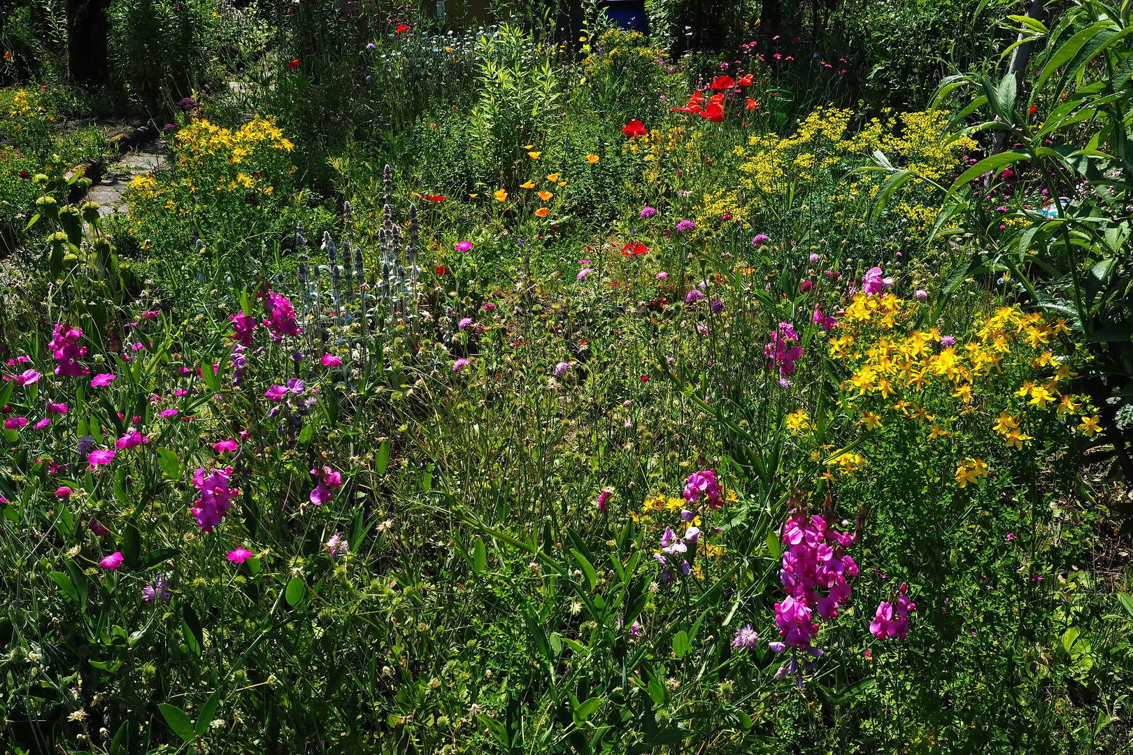 Mein Garten