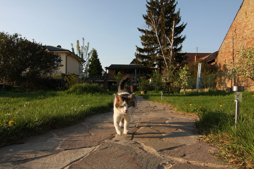 Mein garten....