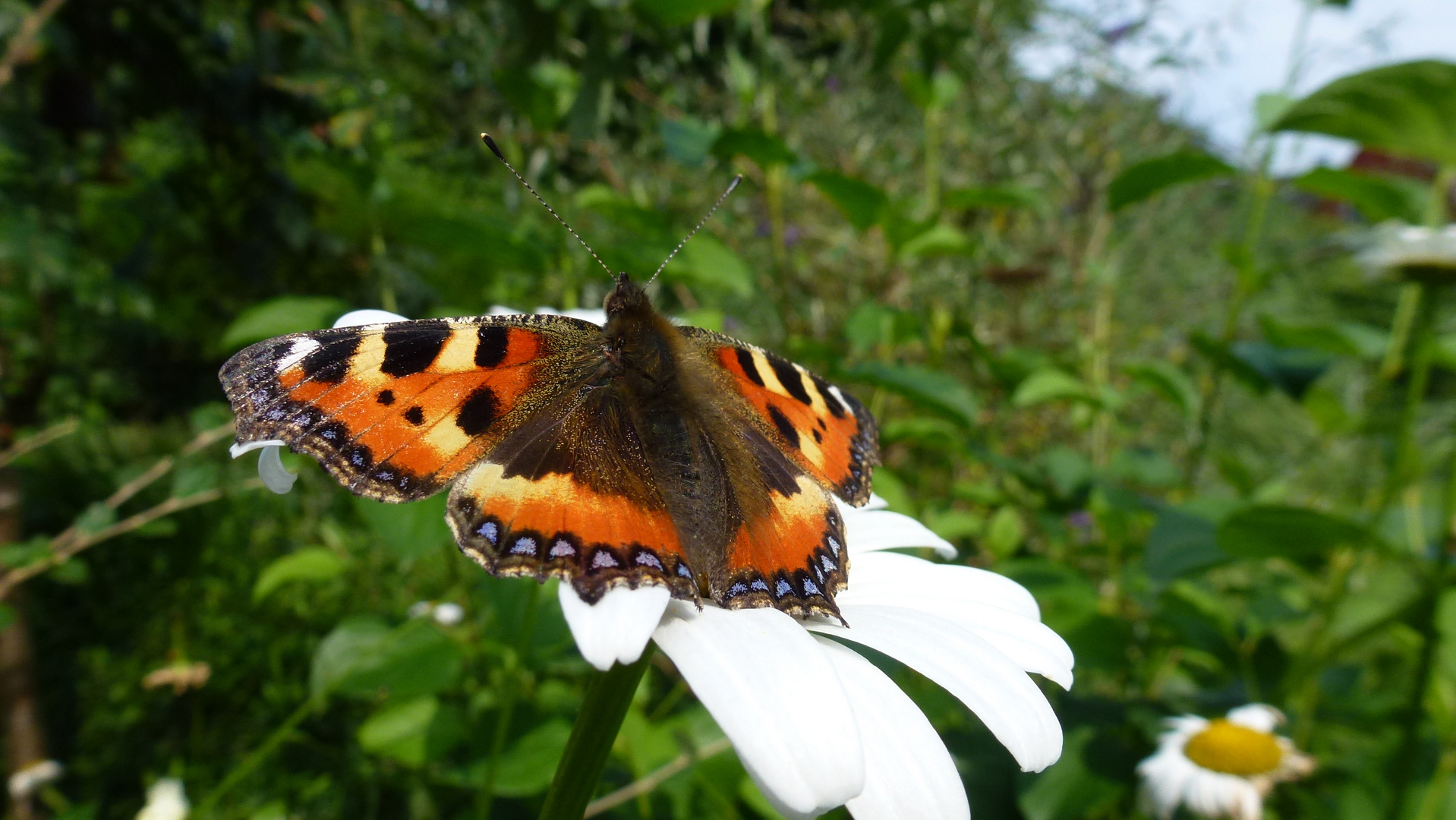 mein garten