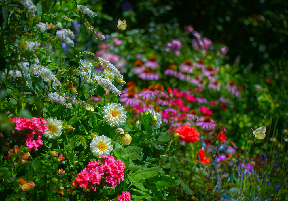 Mein Garten