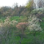 mein Garten am Abend