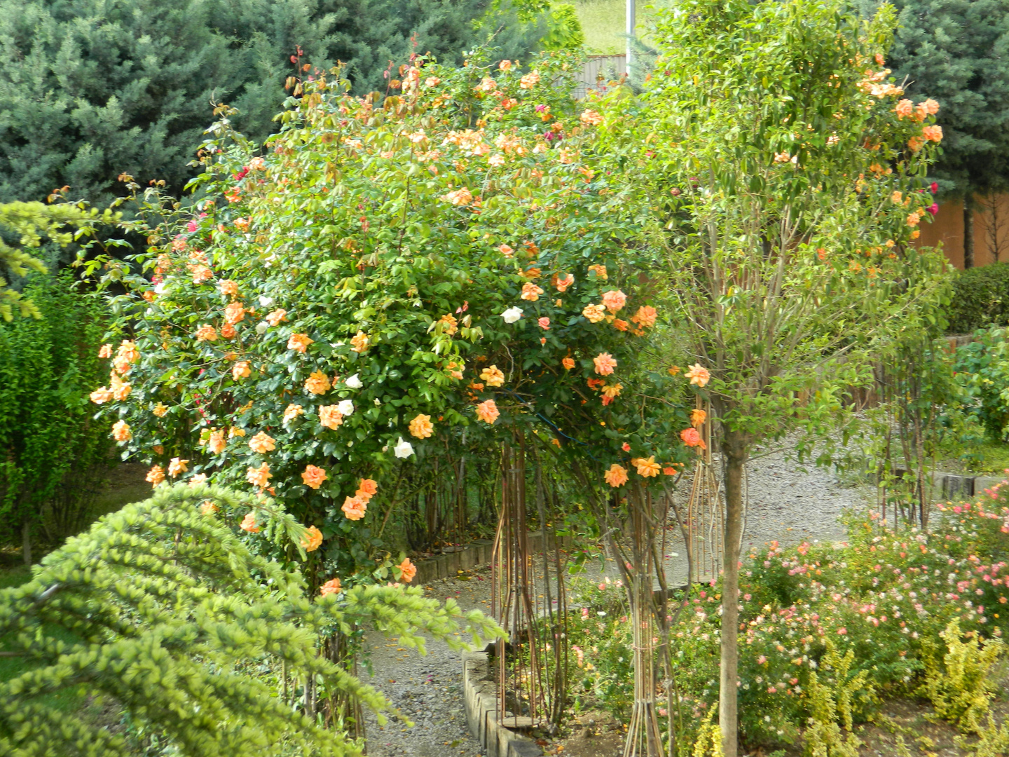 Mein Garten