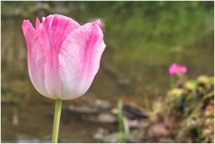 mein Garten blüht auf