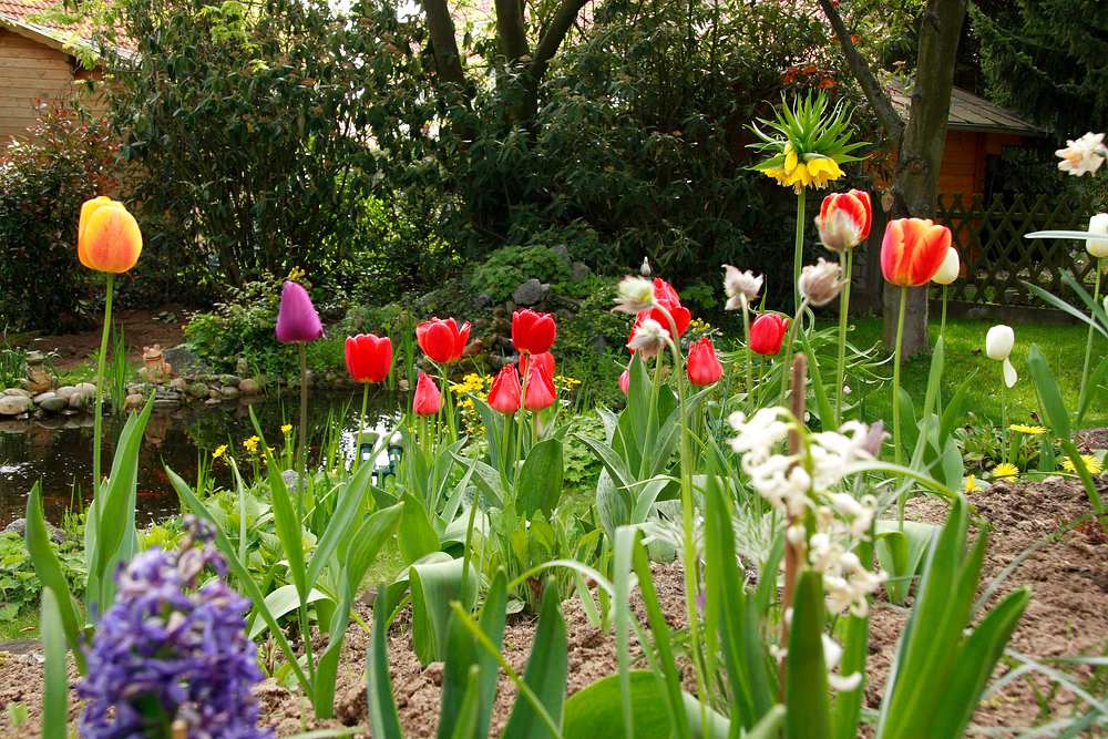 Mein Garten