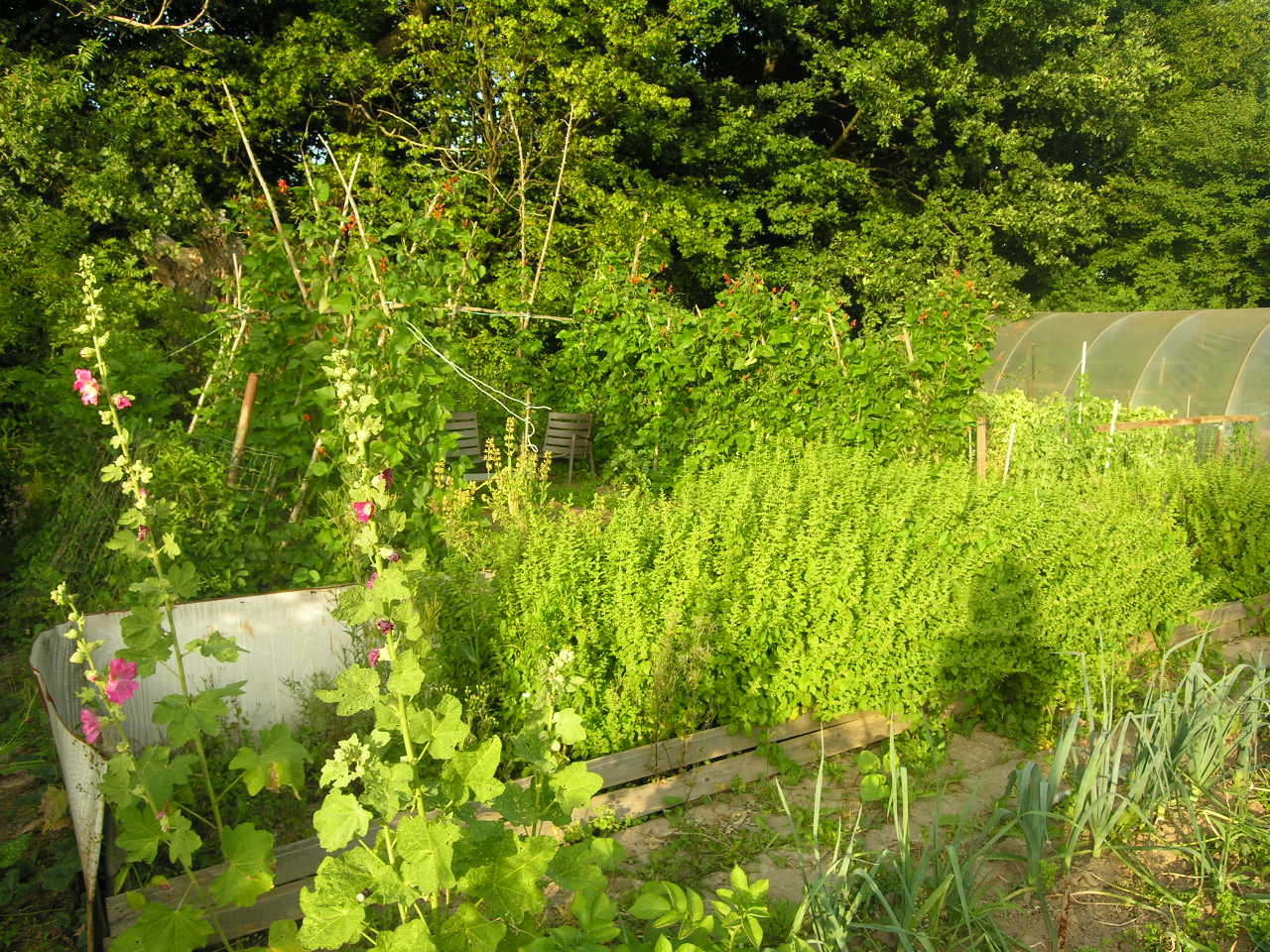 mein garten ( ein teil )