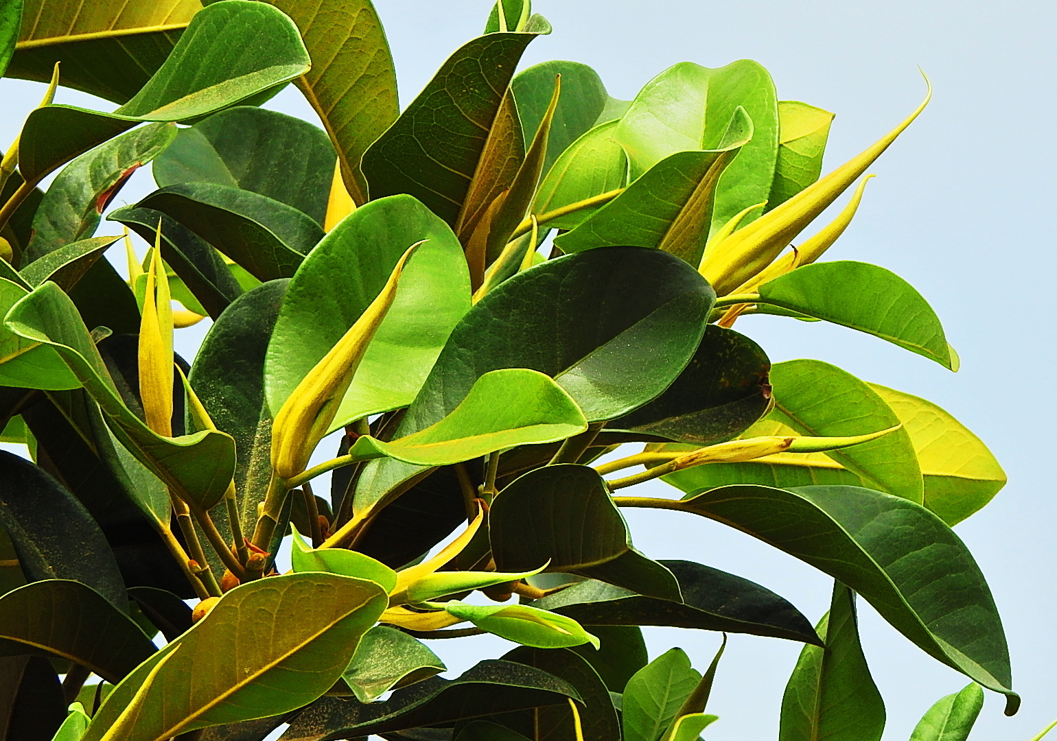 Mein Garten-Gummibaum oder Ficus.