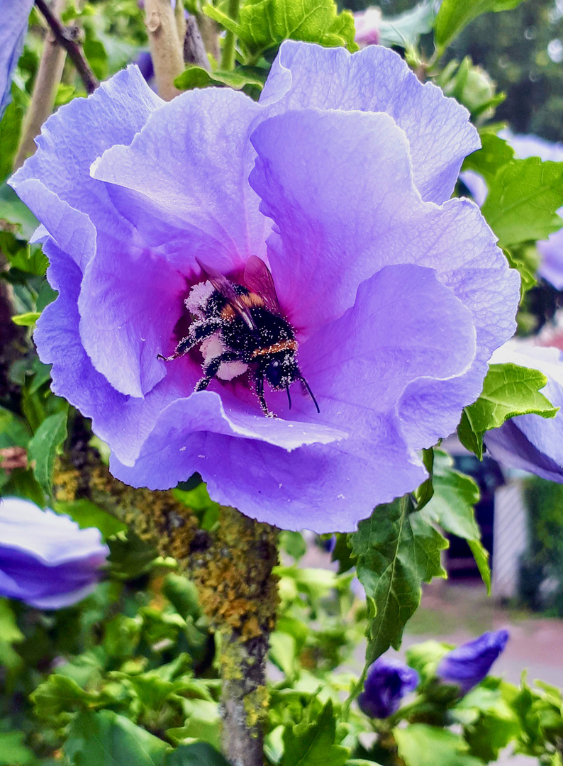 Mein Garten - Hummel ... macht sich aus dem Hibiskusblütenstaub ...